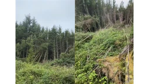 整片樹林像是被人踩扁一樣，樹木全倒在路上。（圖／翻攝自Ben Landricombew推特）