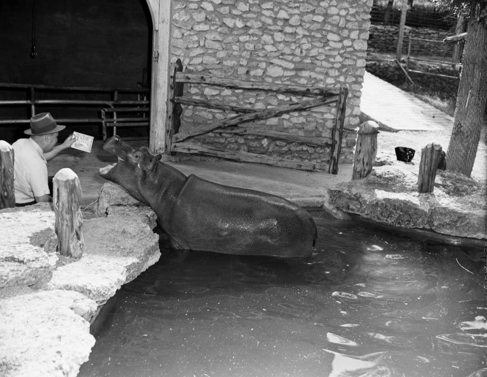 May 5, 1947: “Bluebonnet Belle,” a baby hippopotamus bought for Forest Park Zoo last spring through a Star-Telegram fund, enjoys the poem sent in an entry to the Sons and Daughters of the Ark Fund. Pictured is Zoo Director Hamilton Hittson, who is turning the pages of an illustrated booklet as the hippopotamus looks on.