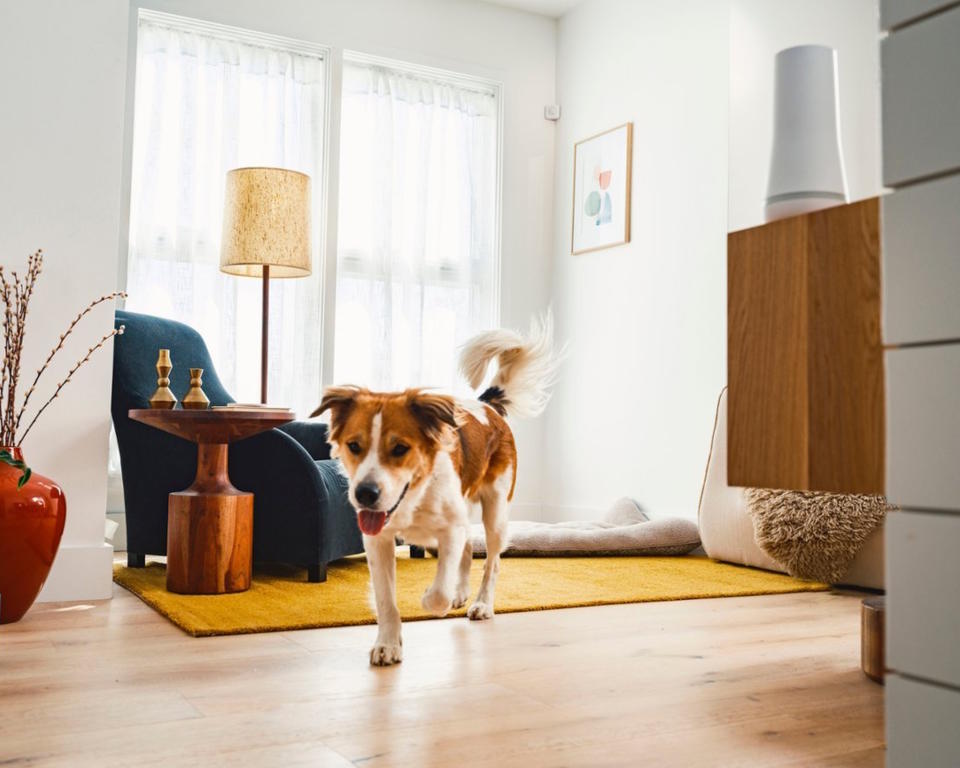 Dog running past Simplisafe security system