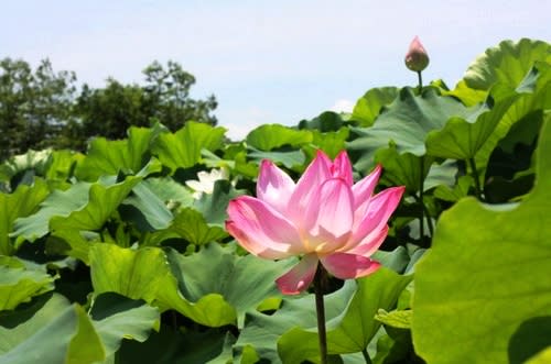 【賞花之旅】2014濱海搖滾樂，賞蓮玩樂吃美食！