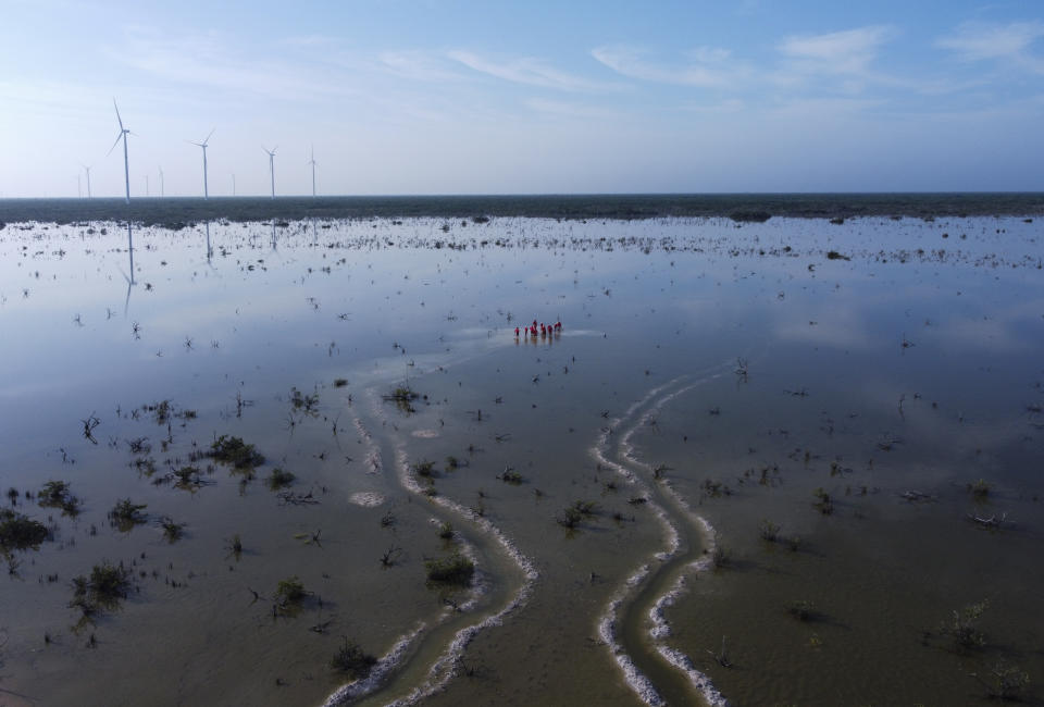 Fishermen dig and clean canals as part of a mangrove recovery project, near Dzilam de Bravo, in Mexico’s Yucatan Peninsula, Saturday, Oct. 9, 2021. From 1980 to 2005, 20% to 35% of the world's mangrove forests were lost, according to the U.N. Food and Agriculture Organization. (AP Photo/Eduardo Verdugo)