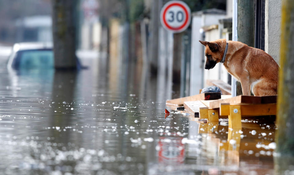 <p>A dog is seen at the entrance of a house in the flooded residential area of Villeneuve-Saint-Georges, near Paris, France, Jan. 26, 2018. (Photo: Christian Hartmann/Reuters) </p>