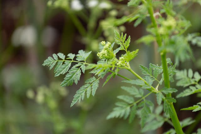 <p>dlinca / Getty Images</p> Poison hemlock foliage