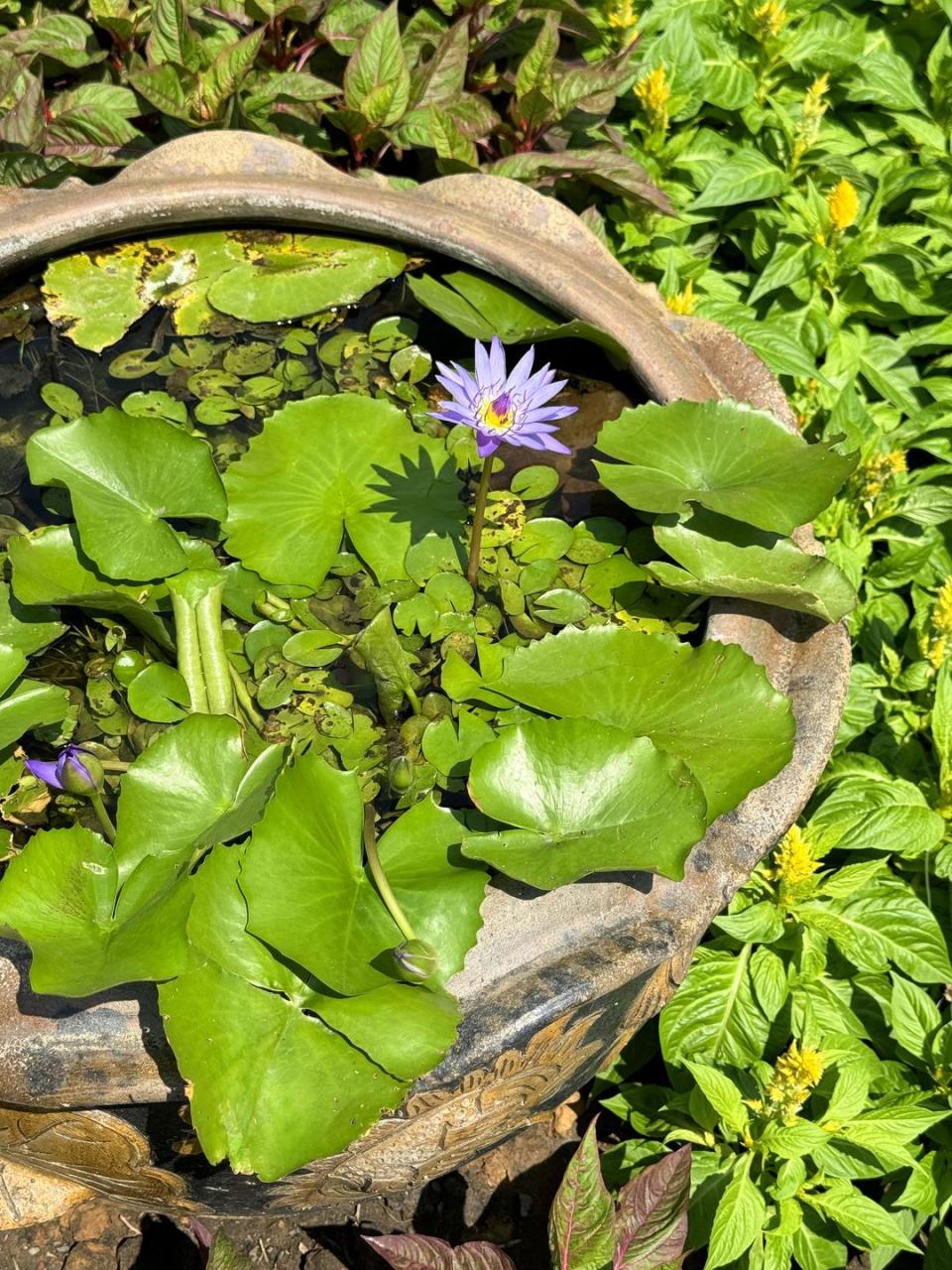 purple water lily flower, fully opened in the sunshine growing in a shallow flower pot pond, surrounded by green lily pad leaves within an ornamental water garden feature