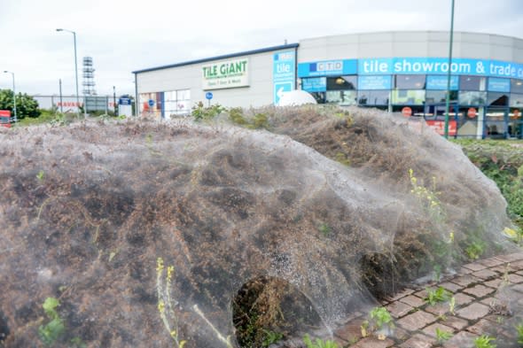 Giant caterpillar cobweb covers London roundabout