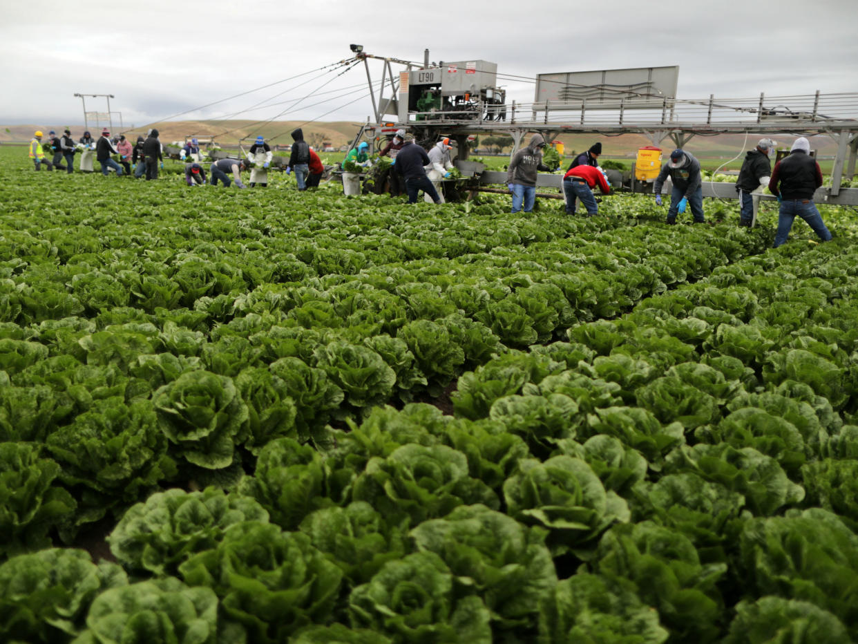 Migrant farmworkers harvest romaine lettuce in King City, California: REUTERS/Lucy Nicholson