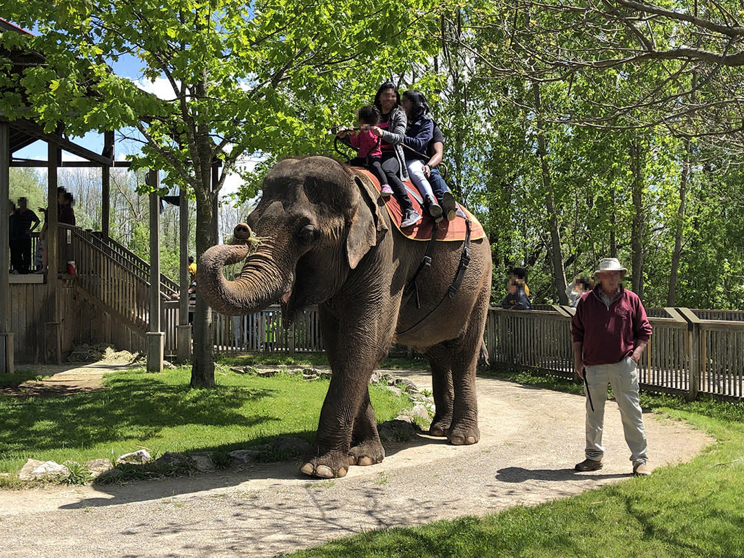 Animals in zoos are often forced to do unnatural and demeaning behaviour that contradict the World Association of Zoos and Aquariums (WAZA) animal welfare guidelines, like this elephant giving rides at African Lion Safari, in Ontario. (Photo handout from CNW Group/World Animal Protection)