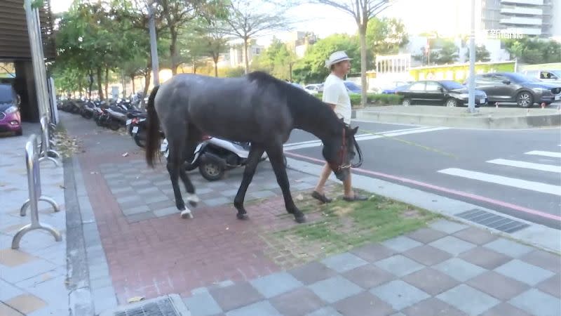 民眾捕捉到台中大馬路上有人在遛馬。