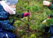 Children saw their chosen Christmas tree before taking it home for free at The Dutch Hoge Veluwe National Park in Otterlo