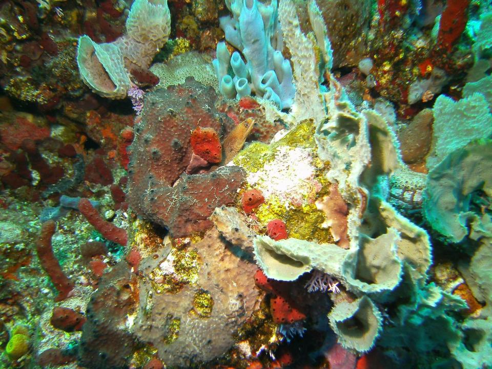 In this May 7, 2012 photo, a moray eel pokes up out of a reef in the Saba Marine Park in Saba, an island in the Caribbean. Saba, a Dutch municipality, is popular with divers. (AP Photo/Brian Witte)