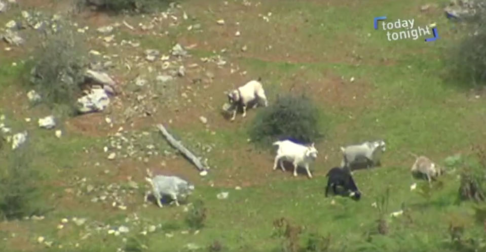 South Australian residents have complained about the animals’ bleating and the smell wafting onto their properties. Photo: Today Tonight