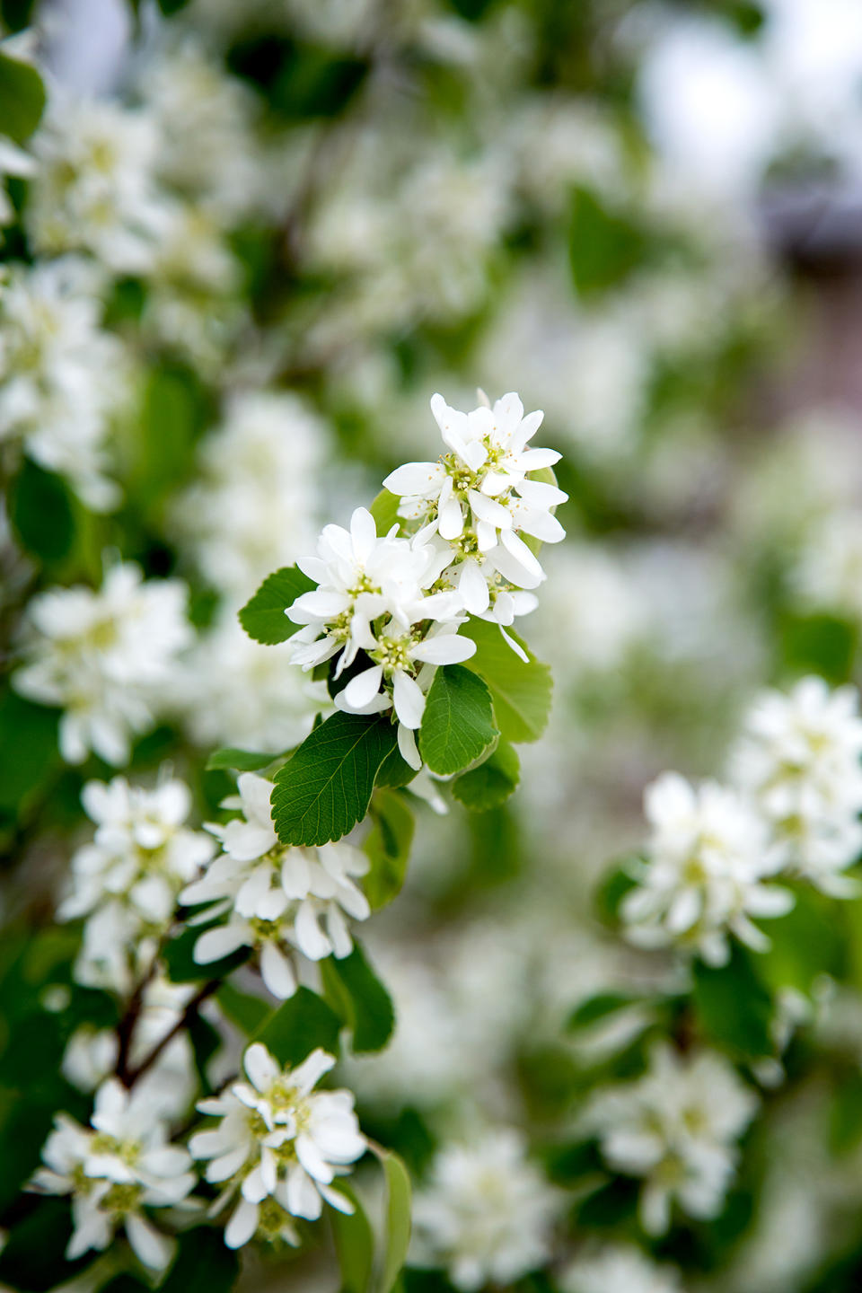 Serviceberry