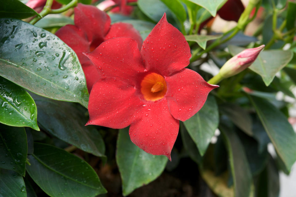 This undated photo provided by Suntory Flowers shows Sun Parasol Garden Crimson in a garden bed in Tokyo. (AP Photo/Suntory Flowers)