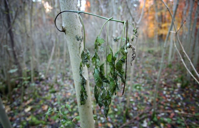 Ash tree disease