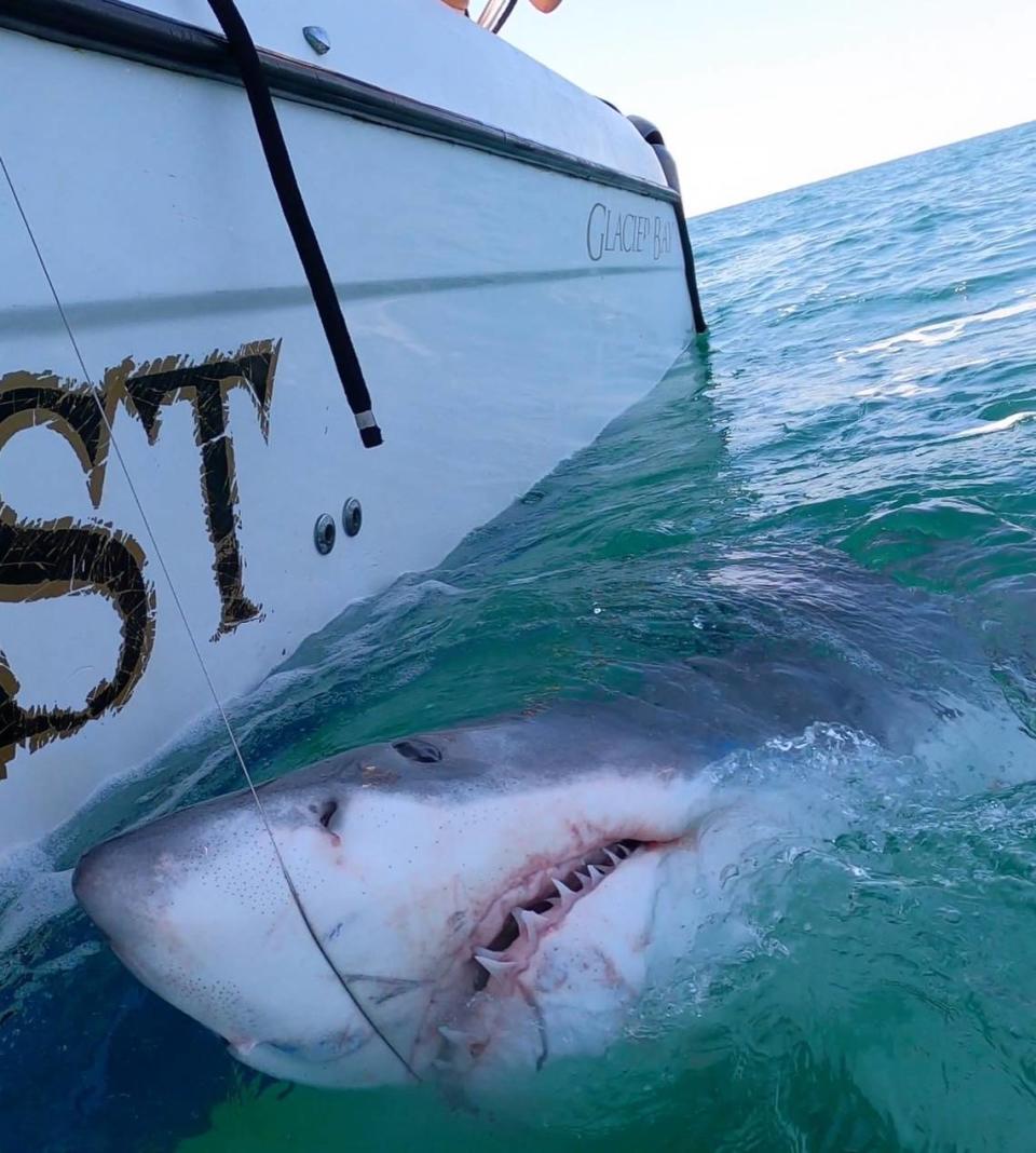 Hilton Head Charter Captain Chip Michalove caught, tagged and released the great white shark on Monday, March 28, 2022. Chip Michalove/Outcast Sport Fishing