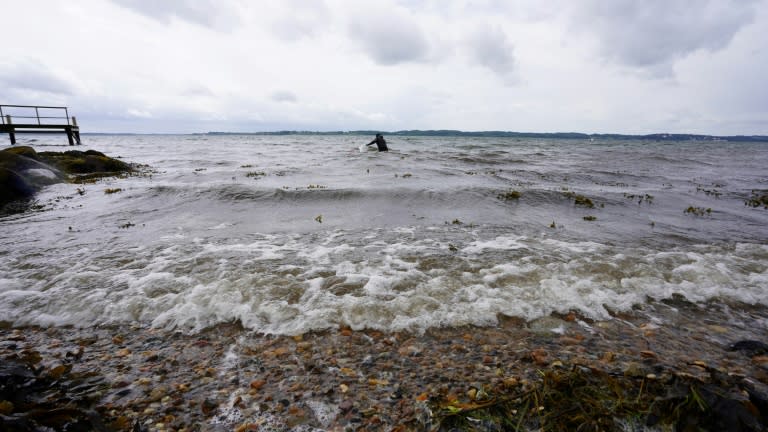 Un buzo sale del agua en el fiordo de Vejle, en Dinamarca, para recoger plantas de hierba marina el 9 de junio de 2024 (James Brooks)