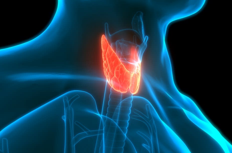 Thyroid, a little butterfly-shaped gland in your neck, is responsible for hormone regulation, metabolism, nervous system health, and more