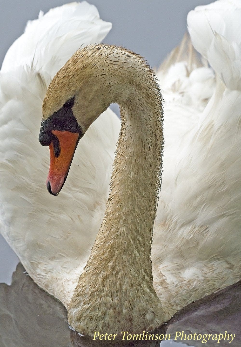 A  mute swan photographed during one of Tomlinson's visits to Worcester's Institute Park.