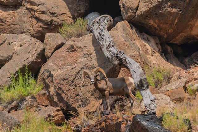 <p>William Dummitt/Getty Images</p> A desert bighorn sheep alongside the Colorado River.