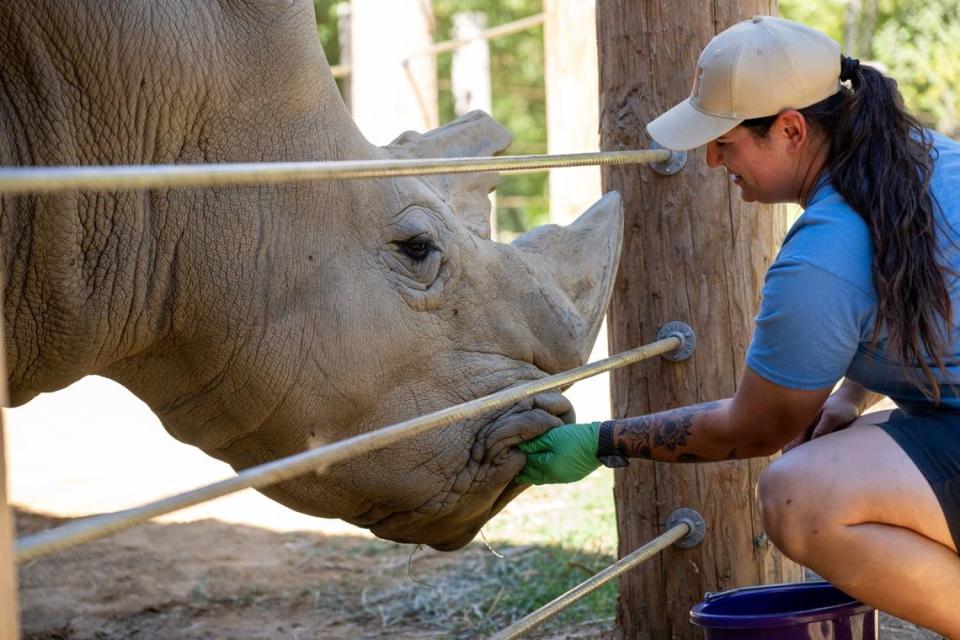 Sacramento Zoo animal care supervisor and ungulate keeper Jocelyn Katzakian feeds J Gregory, a 28-year-old southern white rhinoceros, on Wednesday. The zoo’s first rhino comes from the San Diego Zoo Safari Park.