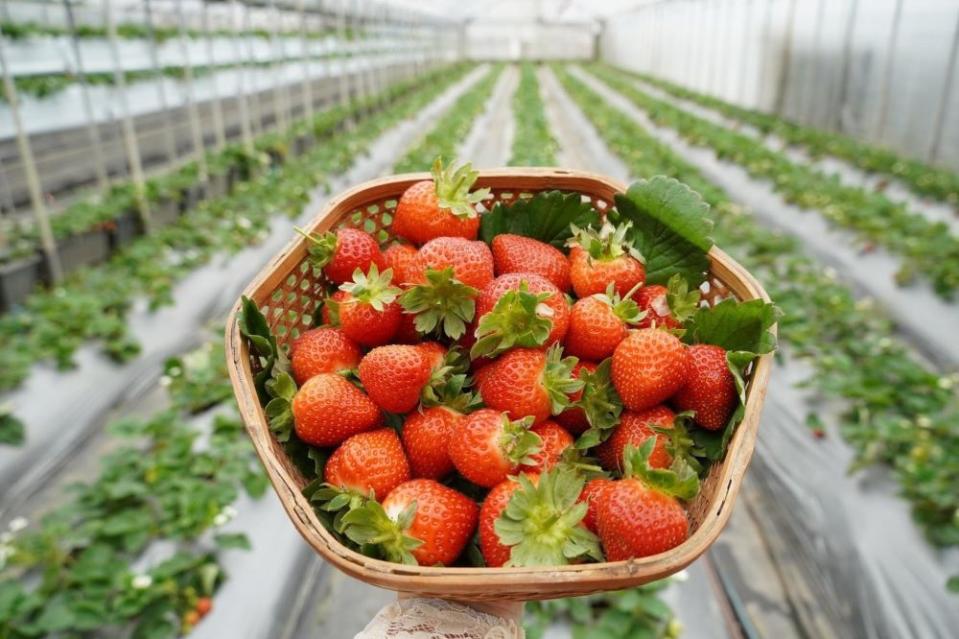 3月2日來到臺北花博農民市集就有機會買到北市在地的新鮮草莓