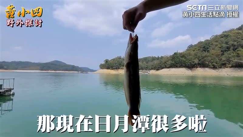 日月潭遭外來種入侵的「魚虎」，在台灣牠可說是完全沒天敵。（圖／黃小四生活點滴 授權）