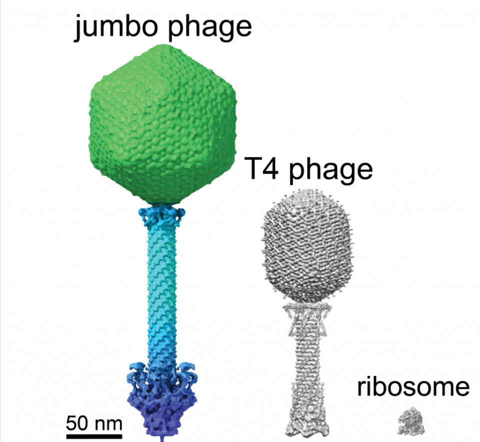 與 T4 噬菌體病毒相比，巨型噬菌體的冷凍電鏡表示。（Villa Lab/UCSD）