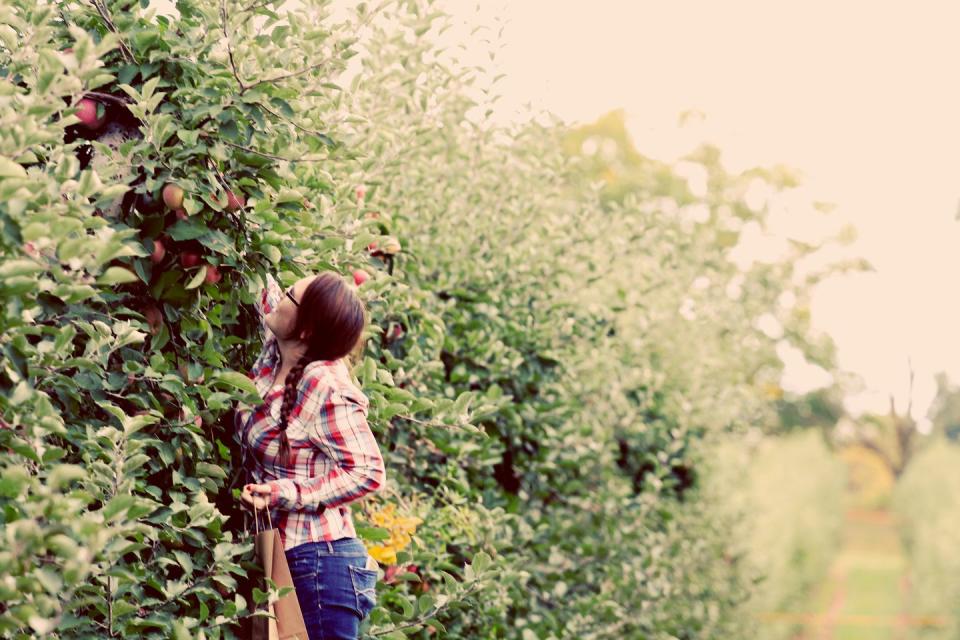 22) Terhune Orchards in Princeton, New Jersey