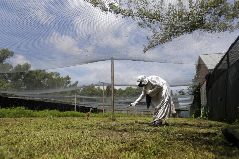 FILE - In this June 21, 2018 file photo, a keeper wearing a "crane suit," to resemble an adult endangered whooping crane so the chick doesn’t view humans as its flock, uses a crane-head hand-puppet to attract a recently hatched chick at the Audubon Nature Institute's Species Survival Center in New Orleans. The center usually "costume-raises" a number of chicks. But because the coronavirus pandemic has cut money and staffing it will do so in 2020 only if adult whoopers at the center are doing poorly at raising chicks. (AP Photo/Gerald Herbert, File)