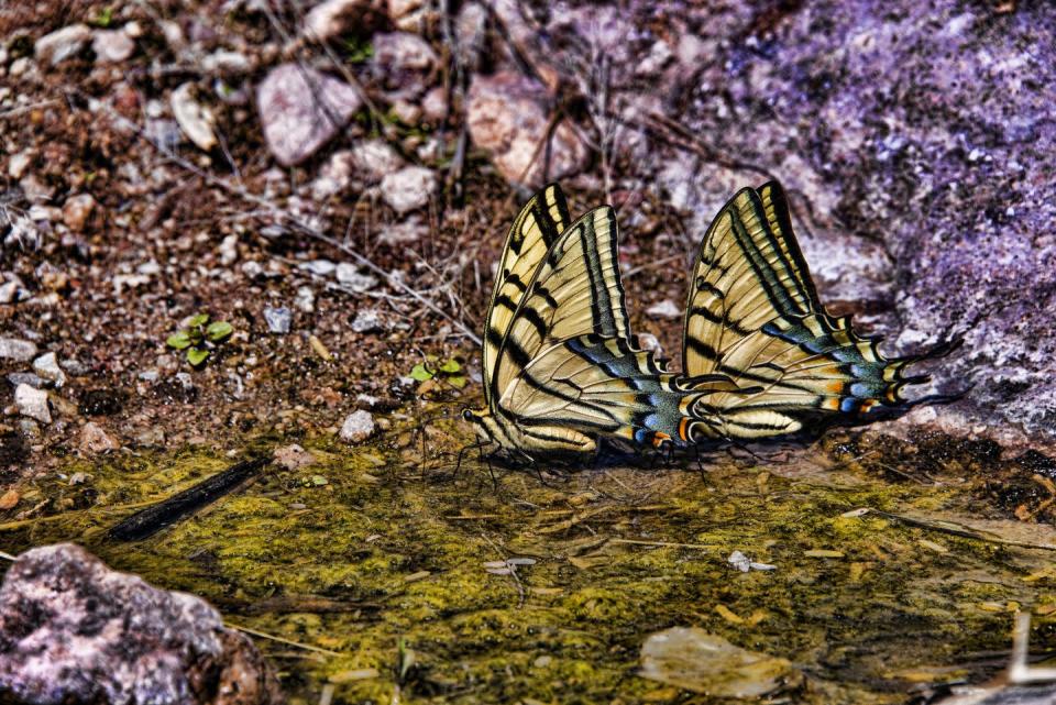 <p><strong>Two-tailed Swallowtail Butterfly</strong></p><p>These bright yellow beauties can have a wingspan of 3.5 to 5.5 inches.</p>
