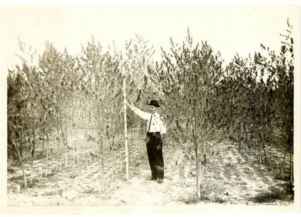 A man shows the height of hemp plants in Kentucky in 1905.