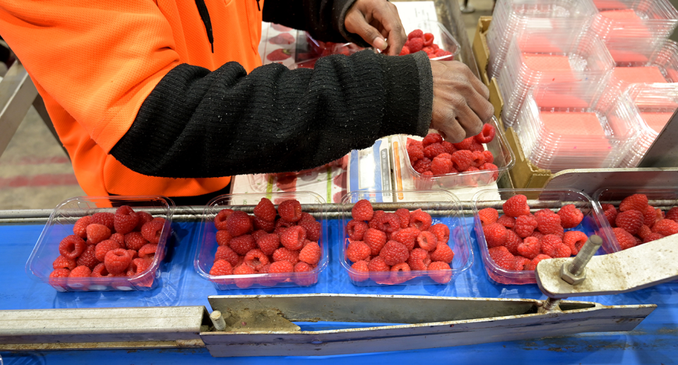 Raspberries being packed into punnets. Source: Getty