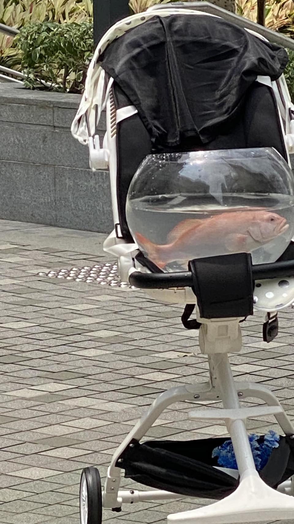 【網上熱話】特意推車帶魚缸出街買魚？　女子追求新鮮極致引網民驚嘆！（相片來源：Facebook群組「日出康城 Lohas Park @ 家在康城」）