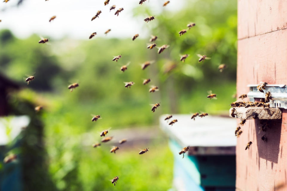 Nicht einmal Bienen können sich aussuchen, wo sie entlangfliegen möchten. Zumindest wenn sich ihre Heimat in Kirkland, im US-Bundesstaat Illinois befindet. Ein Gesetz verbietet es ihnen nämlich, durch die Straßen oder über das Dorf selbst zu fliegen. (Bild-Copyright: Thinkstock)