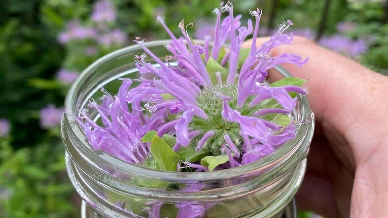 Wild bergamot in jar