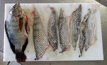 A tilapia fish and tilapia fish skins are displayed in Jaguaribara, Brazil, April 26, 2017. REUTERS/Paulo Whitaker/Files