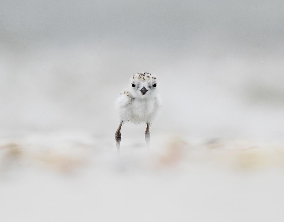 A snowy plover chick surveys its surroundings on the south end of Fort Myers Beach on Tuesday 5/29/2018. 