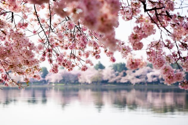 Washington is a well-known destination for those wanting to see cherry blossoms — but there are plenty of other places in the U.S. where you can spot them, too.