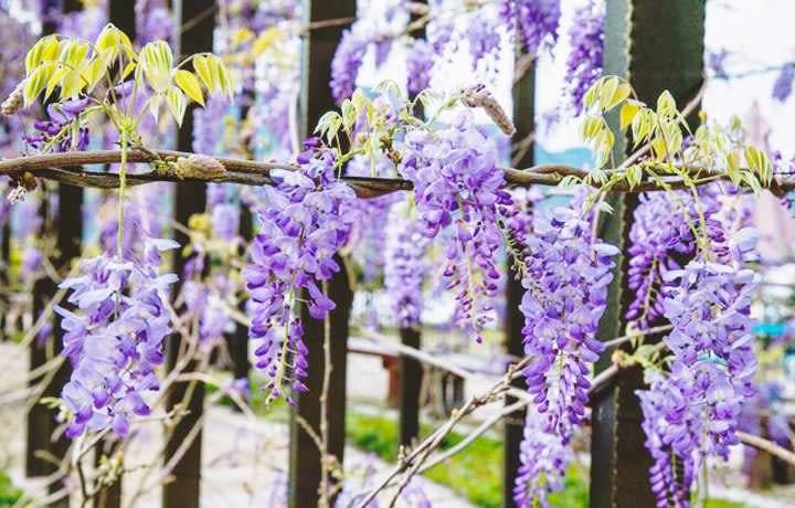 阿里山紫藤花。（圖／嘉義縣政府提供）