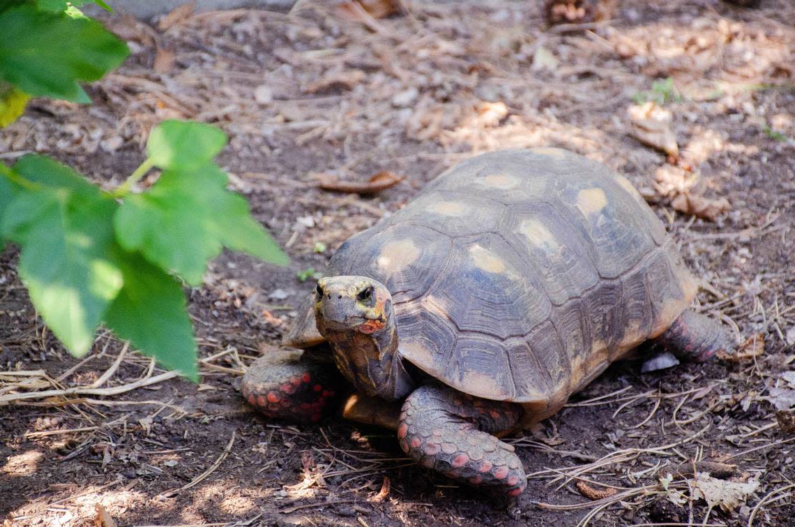 Zeus, a red-footed tortoise, is the longest residing resident at Norwest Tortroise sanctuary and rescue. He’s been with the Kennewick-based nonprofit since 2010. He was found abandoned in a Tacoma storage unit.