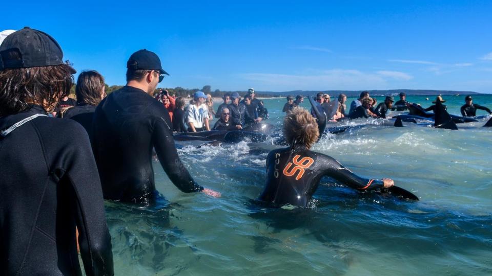 Authorities and volunteers undertook a huge rescue effort to save more than 200 pilot whales from being stranded on a WA beach. Photo: Mick Marlin