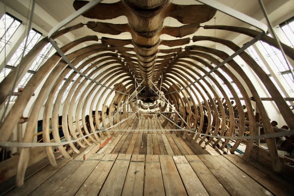 Skeleton Of Blue Whale Gets A Spring Clean