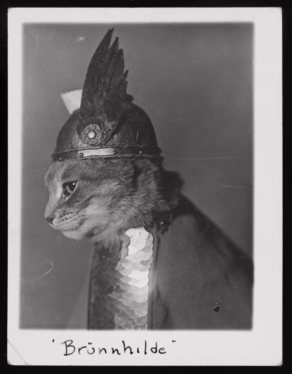 A portrait of Navy cat Brunhilde.