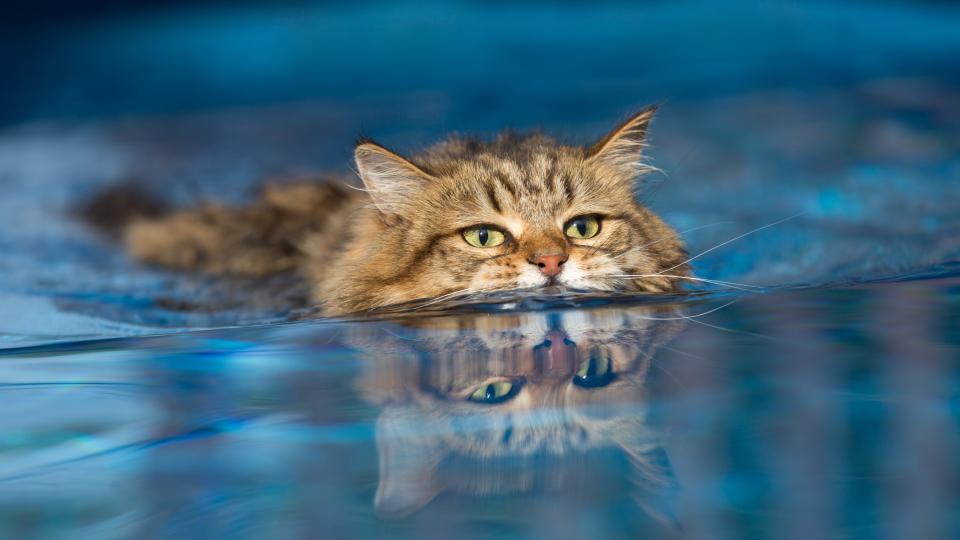 Norwegian forest cat in the water