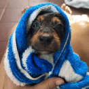 <p>Picasso looks incredibly cosy after his bath. </p>