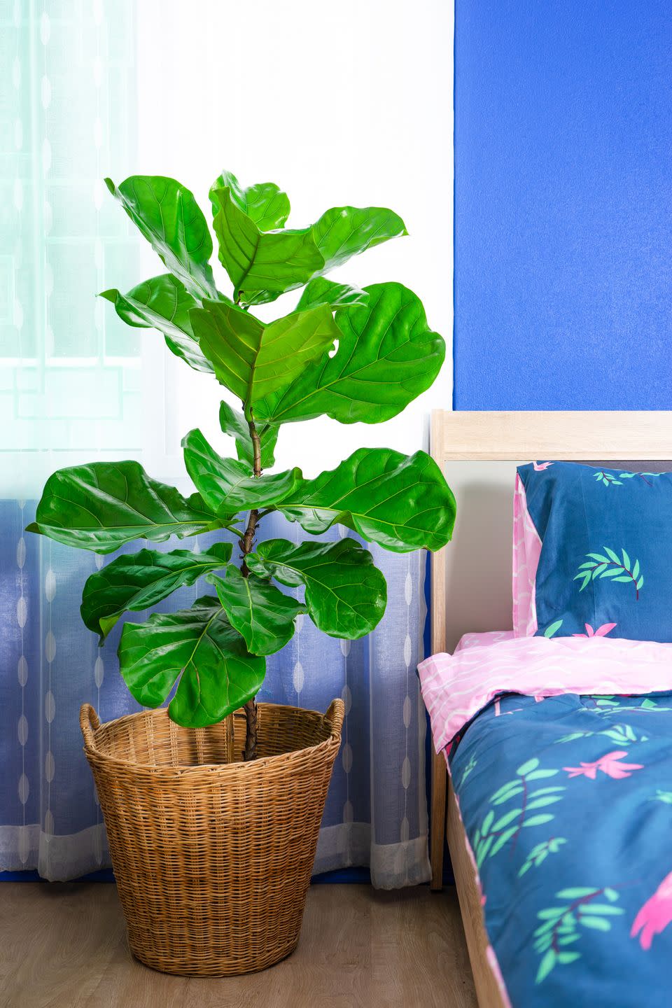 <p>Don't worry if you can never remember to water your plants. The fiddle leaf fig tree can thrive without water for up to two weeks. <br><br><a class="link " href="https://go.redirectingat.com?id=74968X1596630&url=https%3A%2F%2Fwww.etsy.com%2Flisting%2F790713665%2Flarge-fiddle-leaf-fig-ficus-lyrata-the&sref=https%3A%2F%2Fwww.goodhousekeeping.com%2Fhome%2Fgardening%2Fg32490113%2Fbest-aesthetic-plants%2F" rel="nofollow noopener" target="_blank" data-ylk="slk:SHOP NOW;elm:context_link;itc:0;sec:content-canvas">SHOP NOW</a></p>
