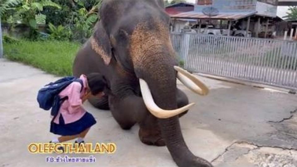 泰國一名11歲女童因每日騎乘大象上下學在當地爆紅。（圖／翻攝自TikTok）