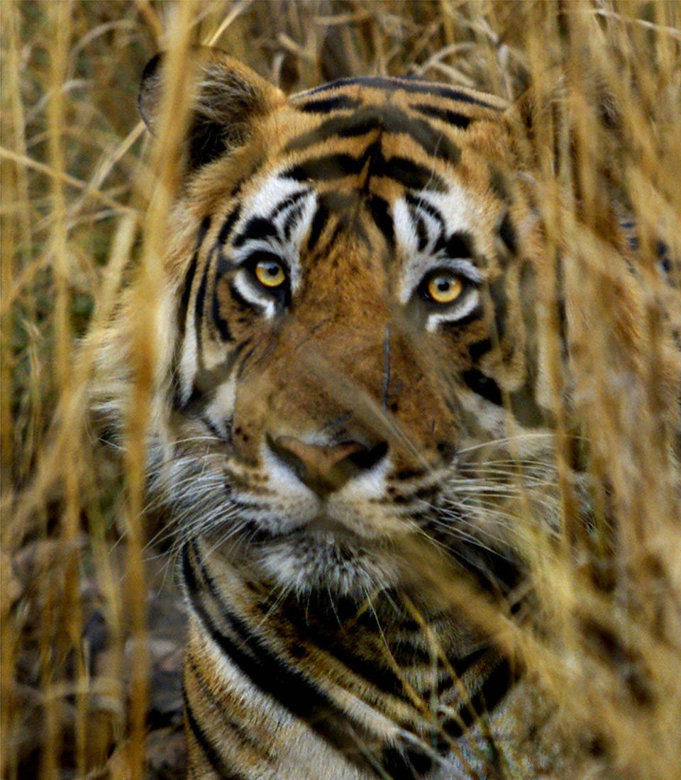 FILE - In this March 23, 2000 file photo, an Indian tiger looks out from a camouflaged cover of strawgrass in the Ranthambhore National Park in India. Maharashtra, western Indian state, on Tuesday, May 22, 2012 declared war on animal poaching by sanctioning its forest guards to shoot hunters on sight in an effort to curb rampant attacks against tigers, elephants and other wildlife. About half of the world's estimated 3,200 tigers are in dozens of Indian reserves set up since the 1970s. (AP Photo/J. Scott Applewhite, File)