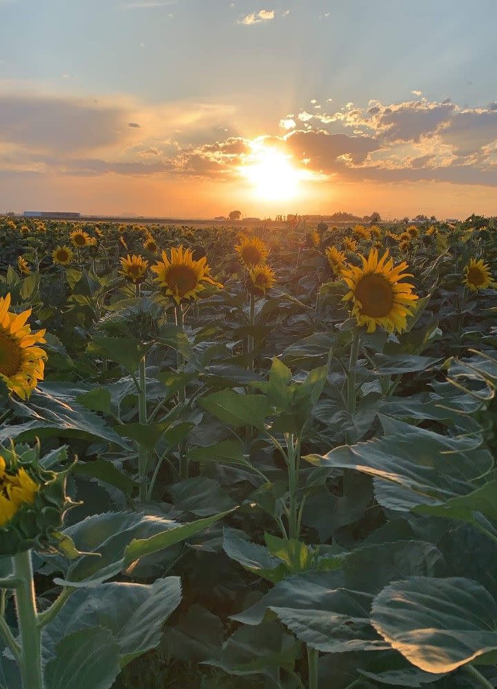 Wild Adventure Corn Maze in Idaho Falls, Idaho