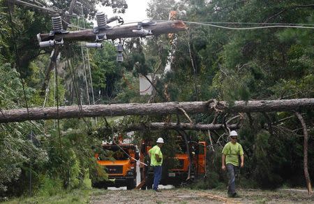 Workers remove downed trees during cleanup operations in the aftermath of Hurricane Hermine in Tallahassee, Florida September 2, 2016. REUTERS/Phil Sears